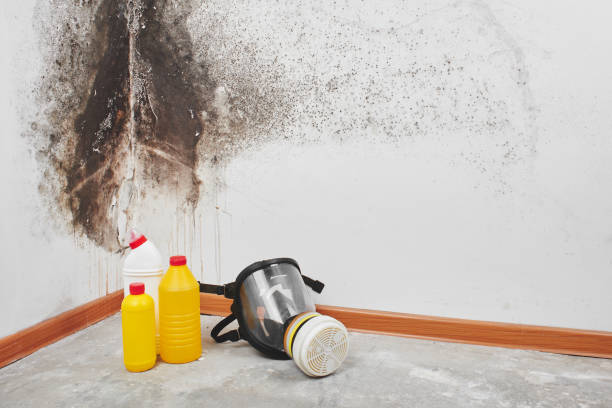 Best Residential Mold Removal  in Hermantown, MN