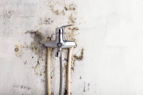 Best Local Mold Removal Service  in Hermantown, MN