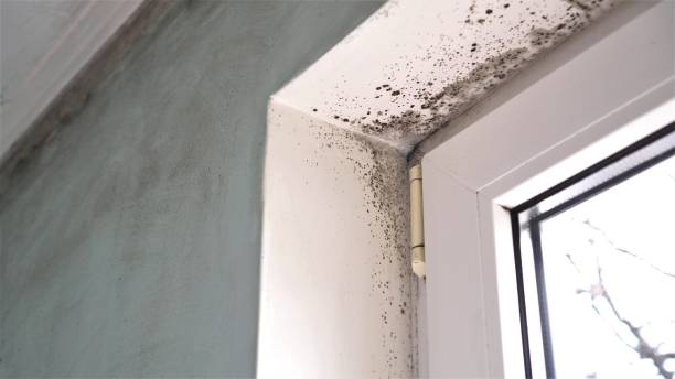Best Toxic Mold Removal  in Hermantown, MN