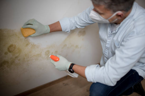 Best Professional Mold Removal  in Hermantown, MN