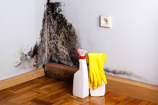 Best Commercial Mold Removal  in Hermantown, MN