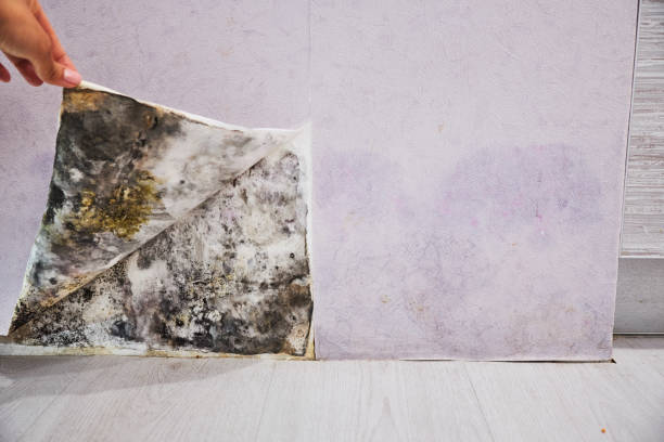 Best Mold Damage Repair  in Hermantown, MN